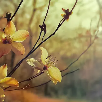 autumn blooming