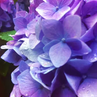 💜Hydrangea