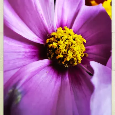 garden cosmos