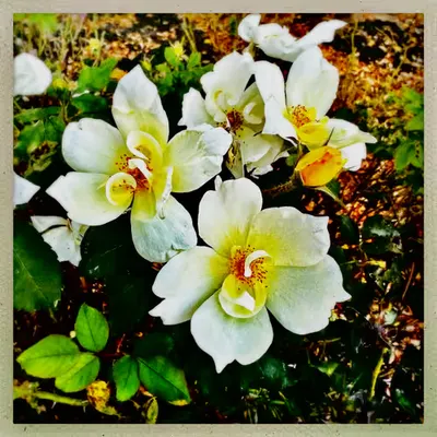 blooms in white