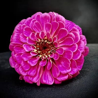 Floral Portrait #1