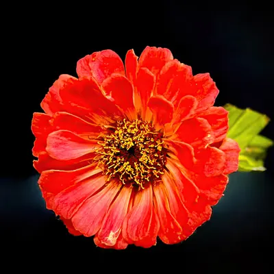 Flora Portrait #3