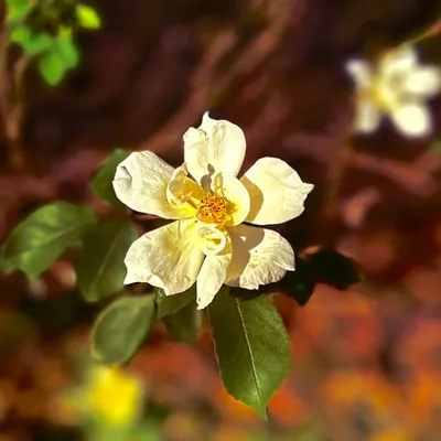 autumn rose