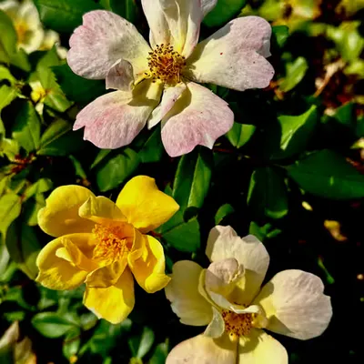early morning blooms