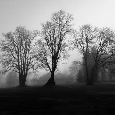 AM Glimpse of the Fairylands