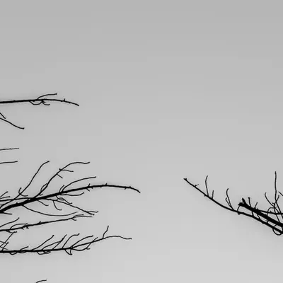 Raw Materials: Trees 1