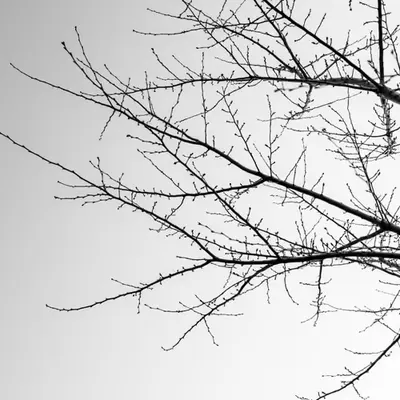 Raw Materials: Trees 2