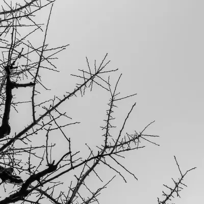 Raw Materials: Trees 3