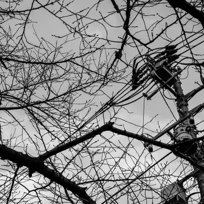 Raw Materials: Trees & Wires 1