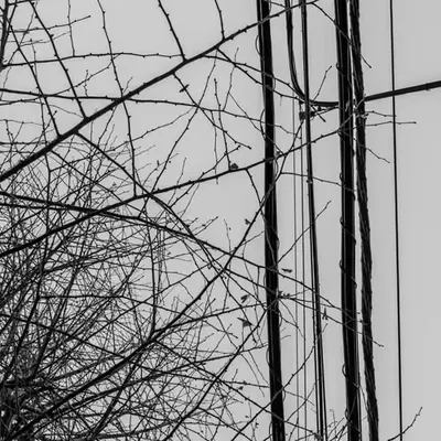 Raw Materials: Trees & Wires 3