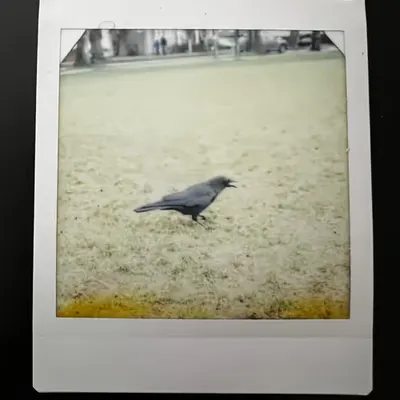 Crowlaroid 4