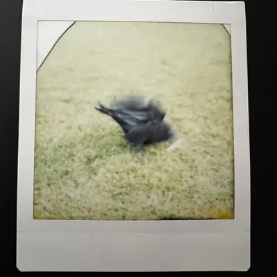 Crowlaroid 5