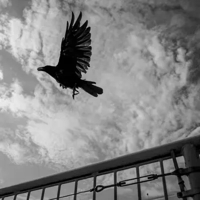 Crow Friends Friends