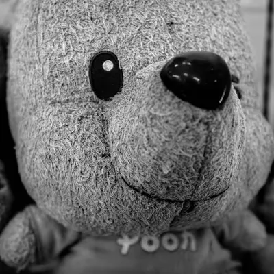 Found Bear, Fukushima, 2017