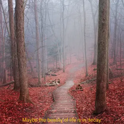Maybe the beauty of life is in decay.