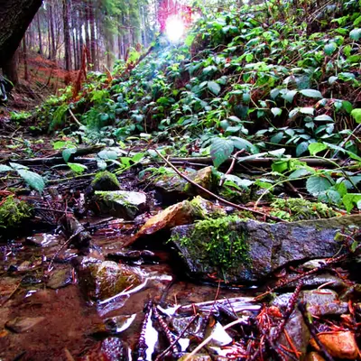 Fresh nature