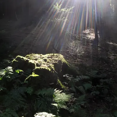 Somewhere in the woods