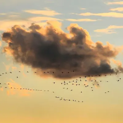 Flamingos in Sunset Clouds