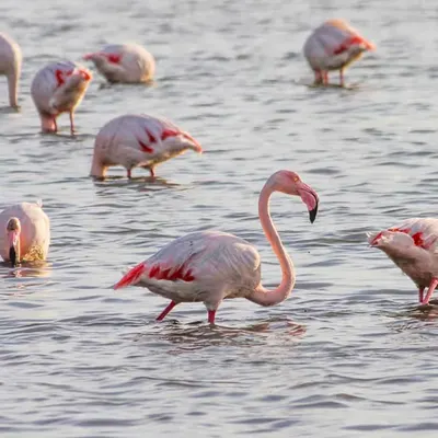 Pink flamingos 🦩