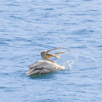 Pelican Snatching Its Meal