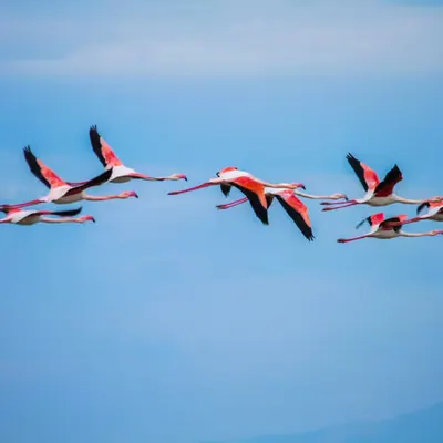 Pink flamingos