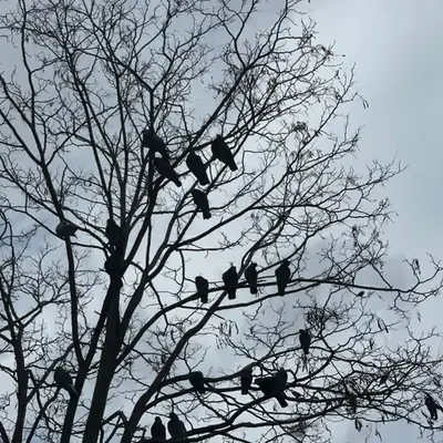 The Watchers