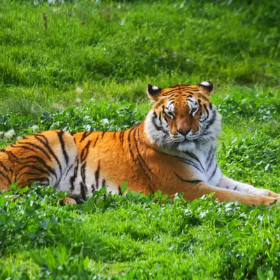 🐅