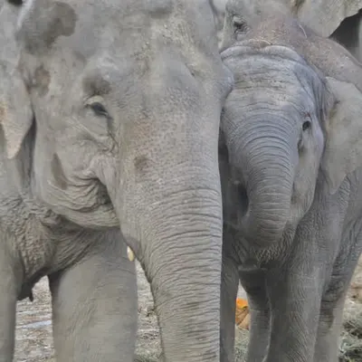 Elephant 🐘 family