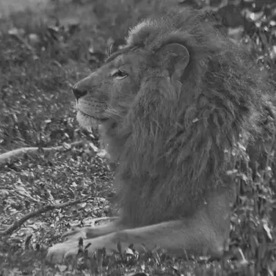 Mr.Lion