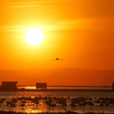 Golden Flight at Dusk