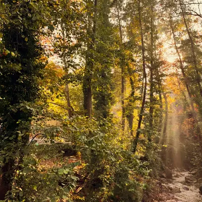 Whispers of Light in the Forest