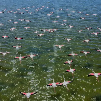 Flamingo Ballet Over Water