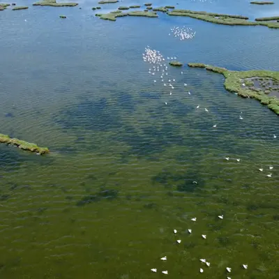 Flamingos in Pond – Aerial Shot