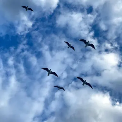 freedom