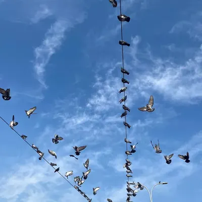 Wings on a Wire