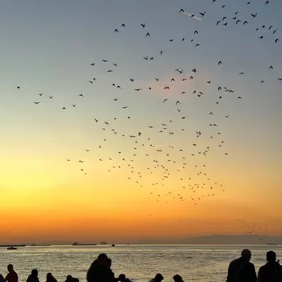 Crowds and Flocks