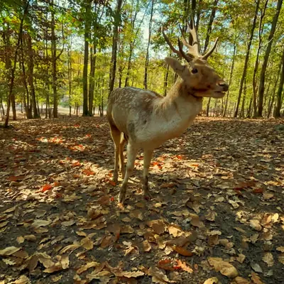 Whispers of Autumn: The Deer’s Sanctuary