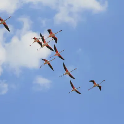 Pink Flamingos
