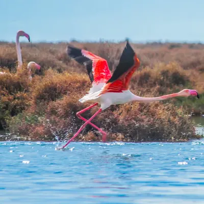 Flamingo's First Leap