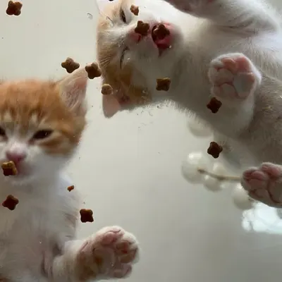Snack attack by kittens