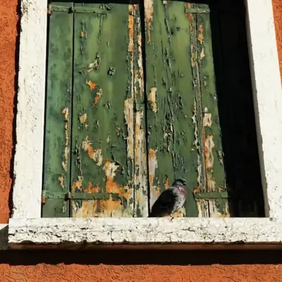 Venetian Perch