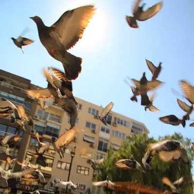 Flight of Freedom
