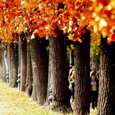 Golden Autumn Walkway