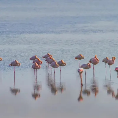 Pink Flamingos in Tranquil Waters