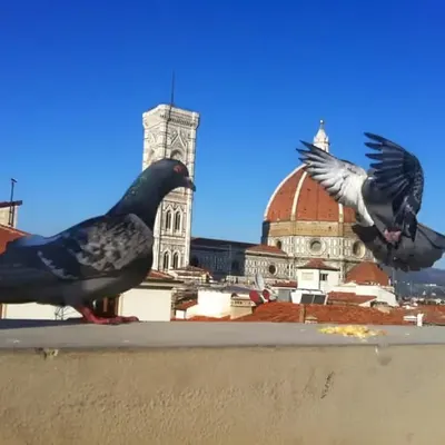 Santa maria del fiore