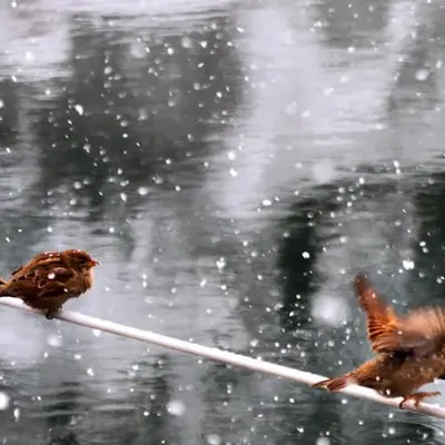  Sparrows’ Winter Dance