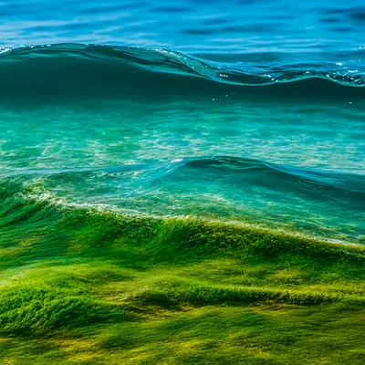Green Current