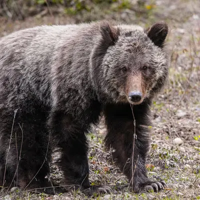 GeoLegacy Grizzly Cub 