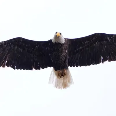 GeoLegacy Bald Eagle Eye Contact 