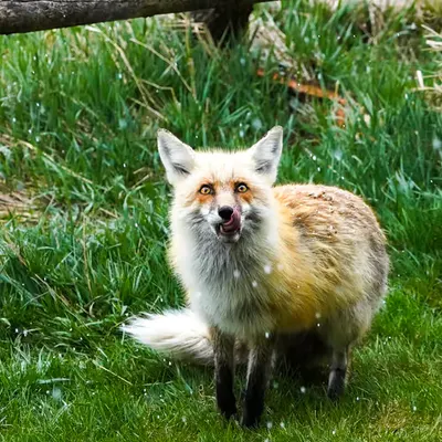 GeoLegacy Fox Eyes